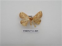 藏品(尺蛾262)的圖片